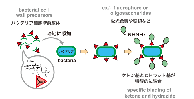 バクテリア表面にいろいろ付けられる