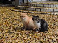 2013冬のお茶猫
