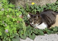 お茶猫くろちゃん2022年5月