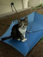 2020年6月のお茶猫くろちゃん