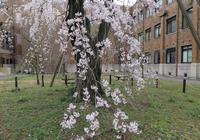2023年中庭の枝垂れ桜