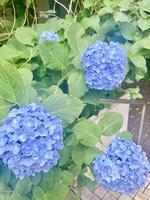 夏の花