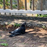鳩