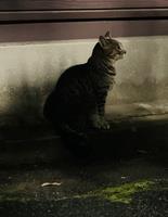 ねこ