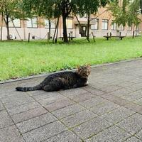 ねこ