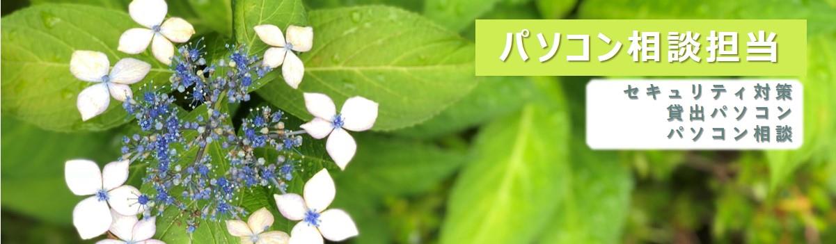 紫陽花つぼみ