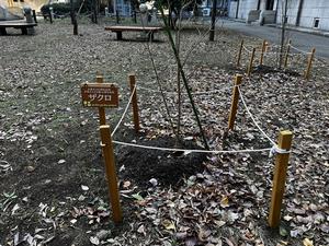 pocket_garden_ザクロ