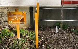 pocket_garden_ヒメコウゾ