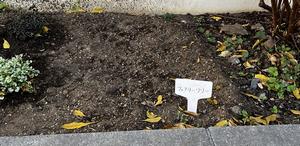 pocket_garden_fairy_lily