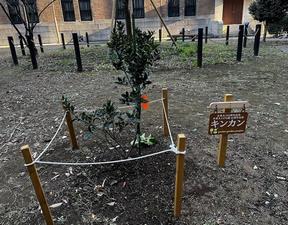 pocket_garden_キンカン