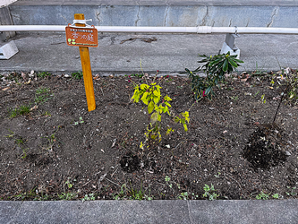 pocket_garden_pic1