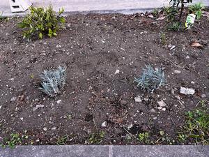 pocket_garden_pic3