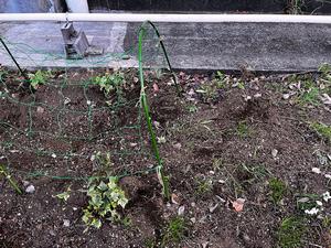 pocket_garden_pic6