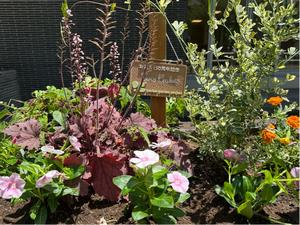 pocket_garden_20260617c