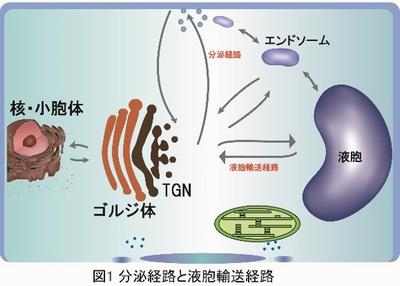 R5研究助成_植村先生_図1